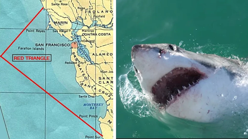 El Triángulo Rojo, una de las áreas del mundo con mayor concentración de tiburones blancos