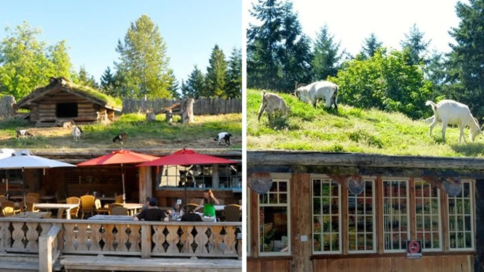 ¿Cabras en el techo de un mercado? Pues sí...