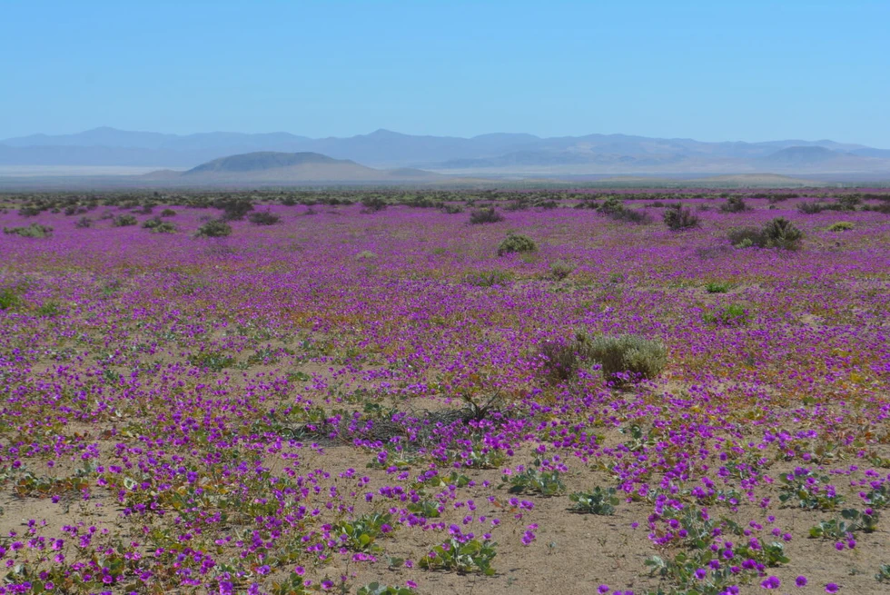 ¿Qué es el Desierto Florido y dónde está?