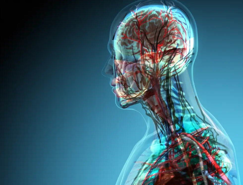 ¿Cómo es por dentro el Cuerpo Humano?