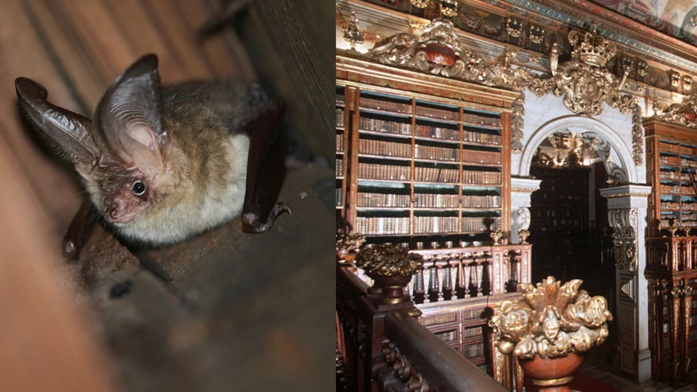 Murciélagos, guardianes de los libros en una biblioteca portuguesa