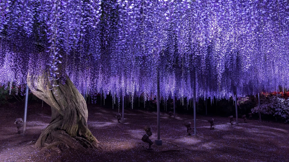 Ashikaga Flower Park, una hermoso paseo entre flores