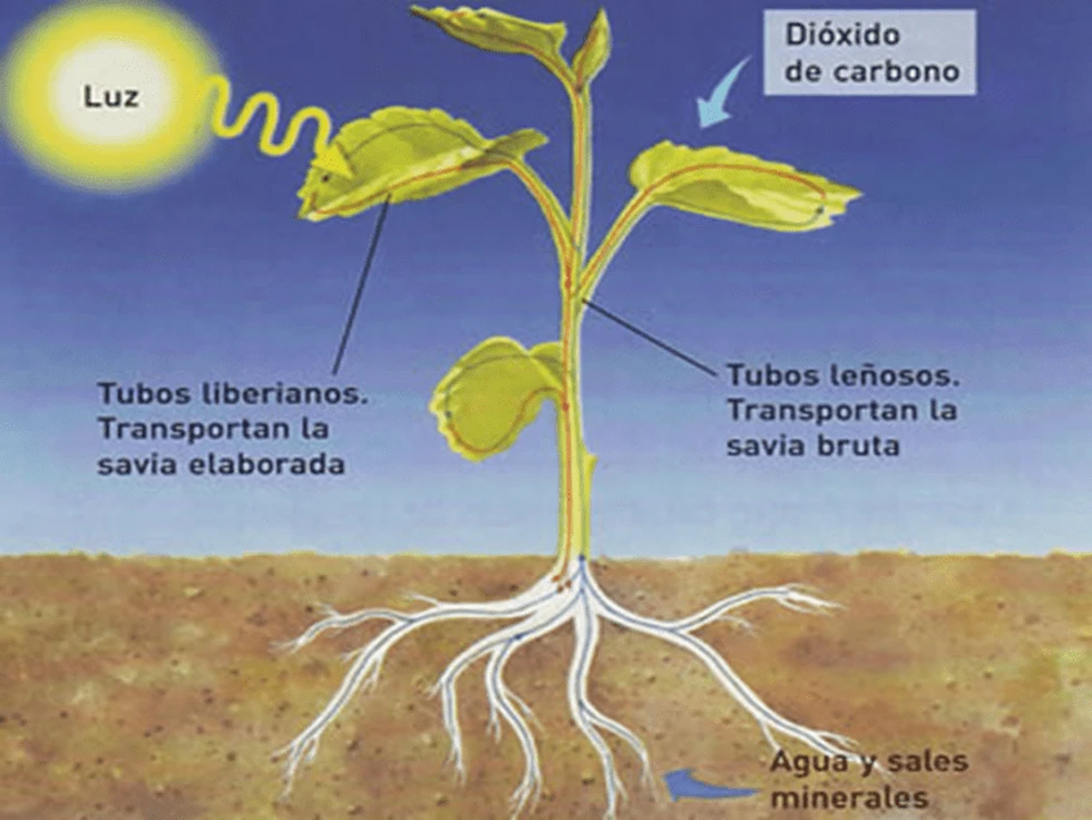 ¿Cómo se alimentan las plantas?