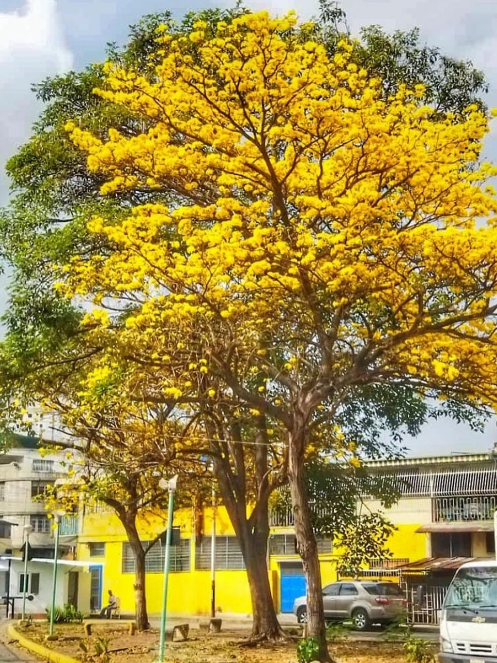 Lo bonito de mi pueblo 💮