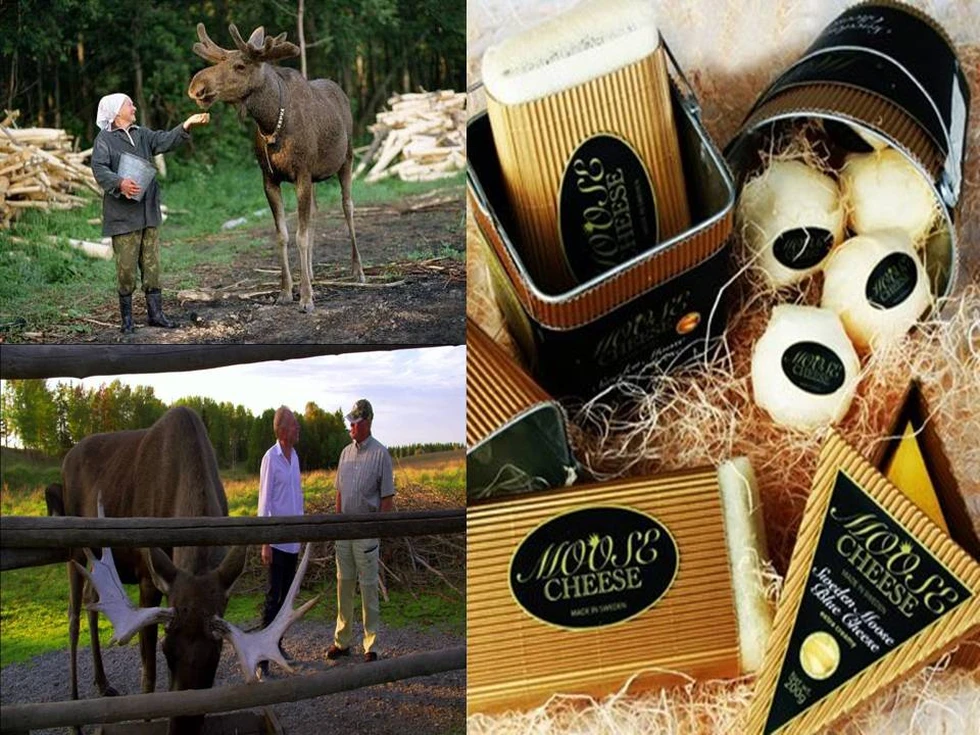 Queso de alce, uno de los más caros del mundo...