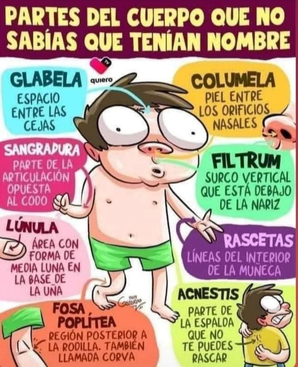 Partes del cuerpo que no sabías que tenían nombre