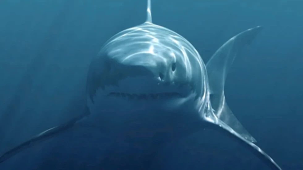 ¿Cómo era el Megalodón?