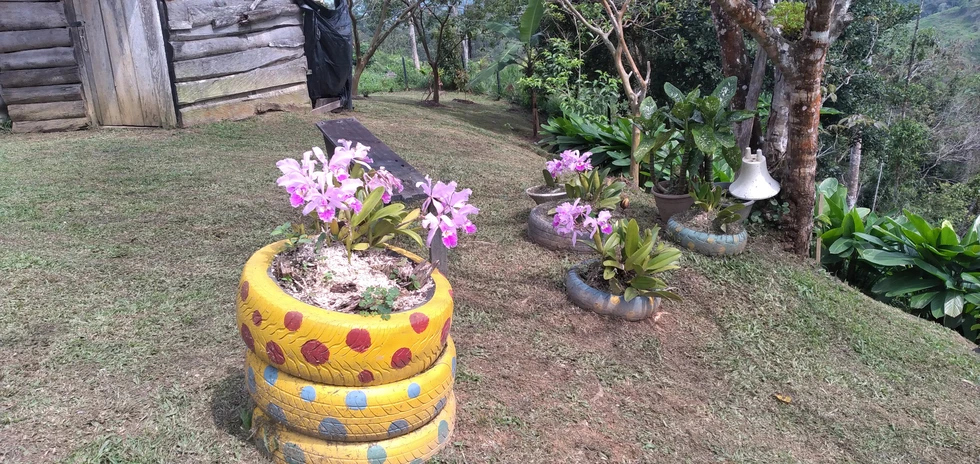 La orquídea, flor emblemática en Colombia