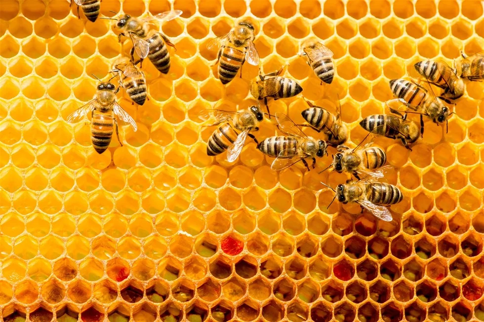 ¿Cómo hacen la miel las abejas?
