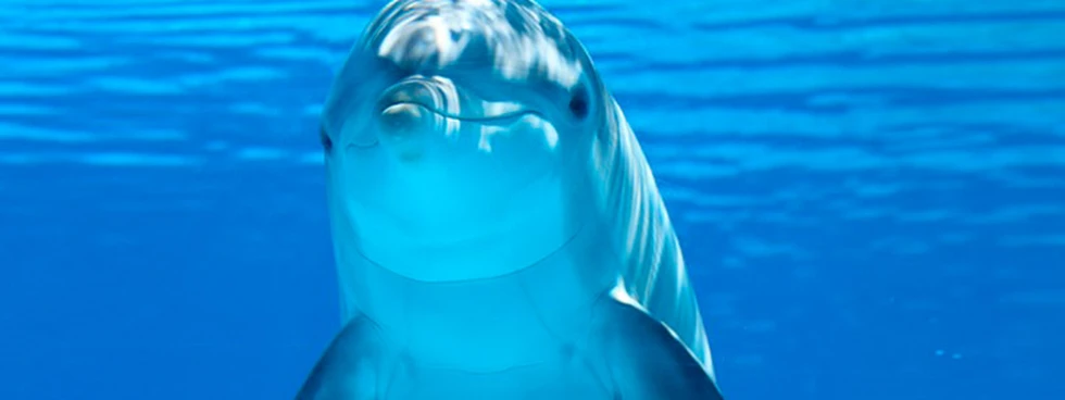 ¿SABÍAS QUE los delfines tienen la capacidad de hablar en sueños en el idioma de las ballenas?