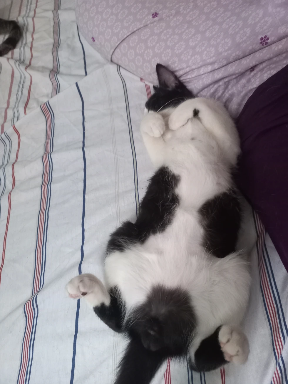 ¿Cuánto duermen los gatos?