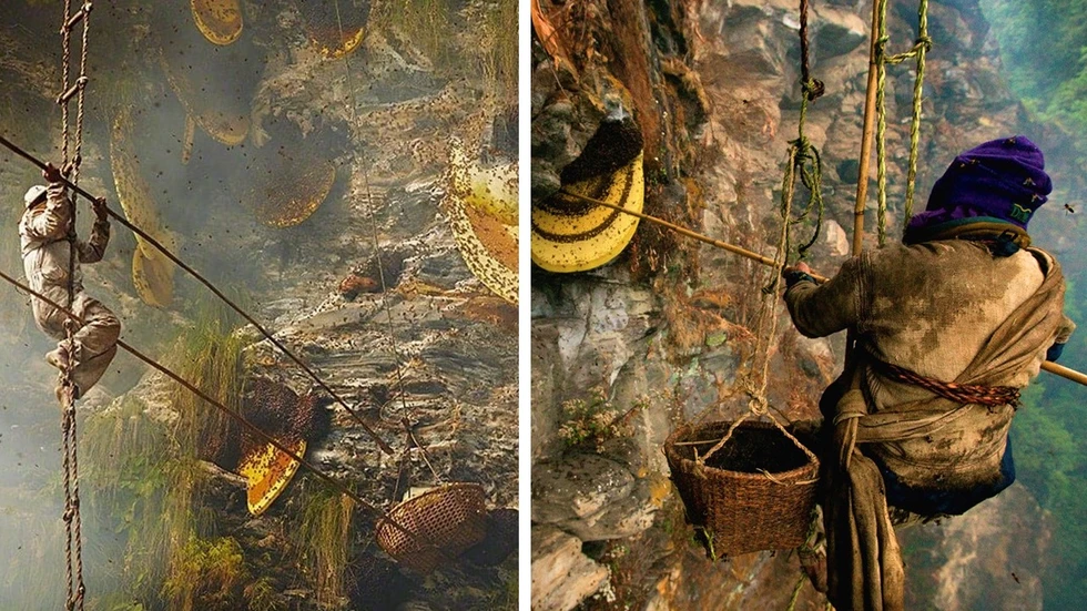 Los Gurung y su miel alucinógena del Himalaya