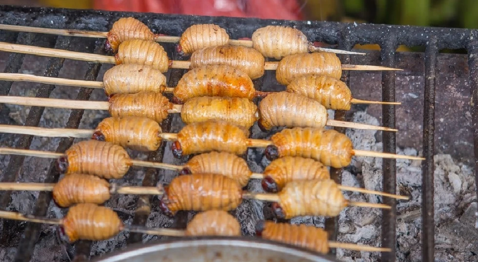 El Suri, un manjar Amazónico