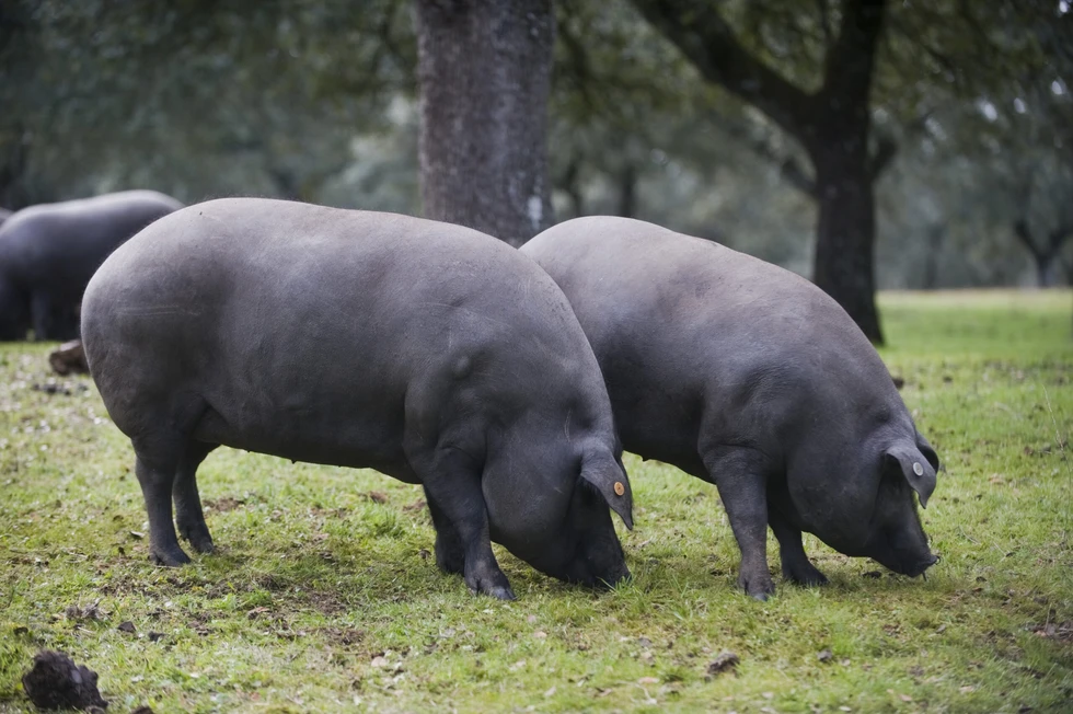 Historia del jamón ibérico: Un tesoro de la gastronomía española
