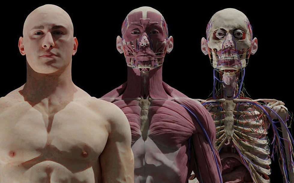 ¿Cómo es por dentro el Cuerpo Humano?