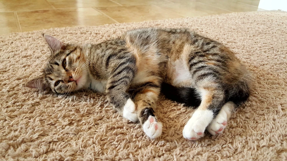 Curiosidades del "sueño" en el mundo animal