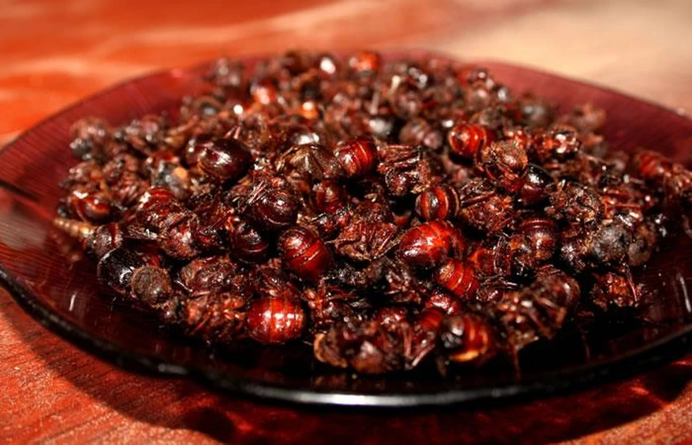 ¿Has comido alguna vez hormigas?