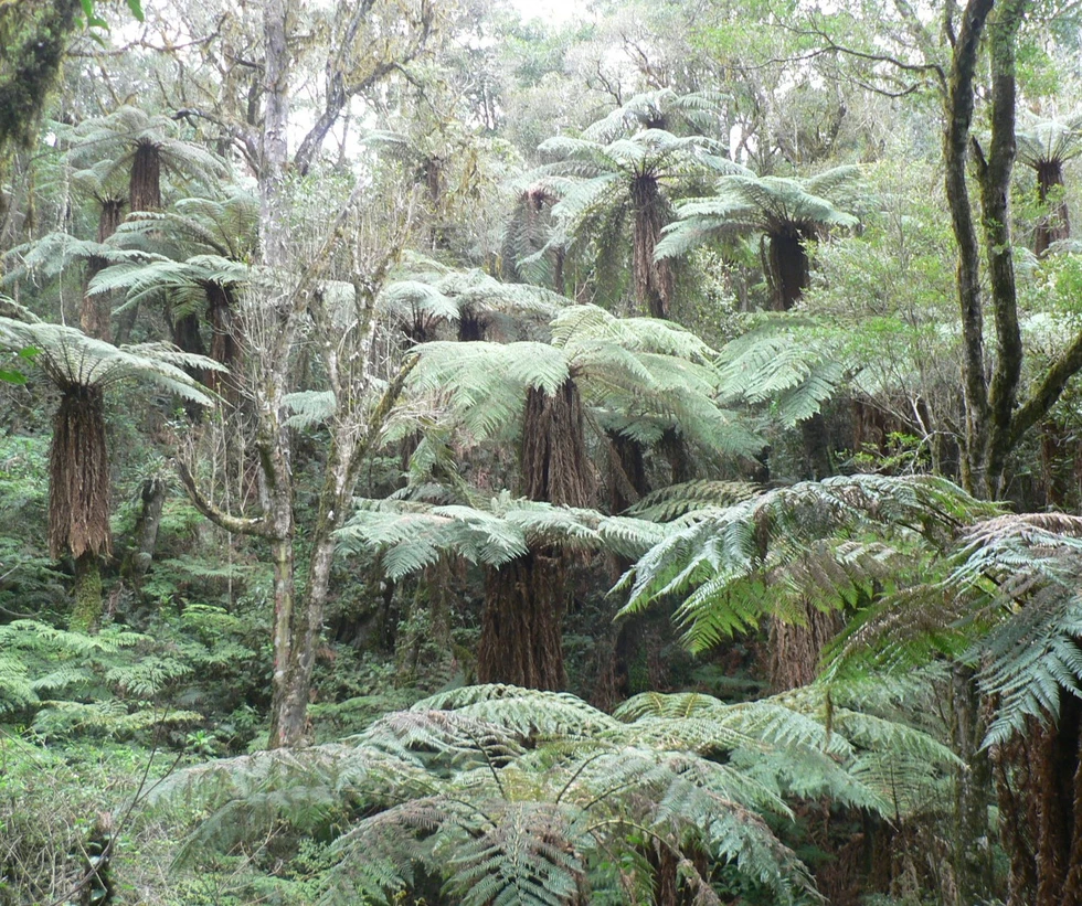 Los Helechos Gigantes de Amboró...
