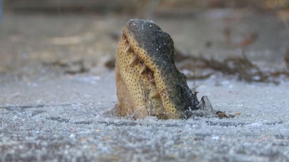 La curiosa estrategia de supervivencia de los caimanes en aguas heladas