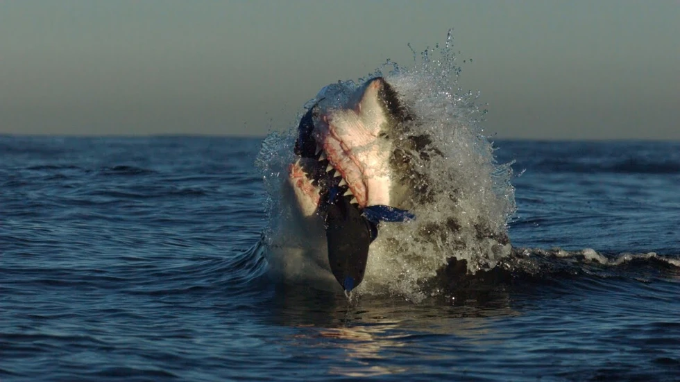 Cómo caza el gran Tiburón Blanco