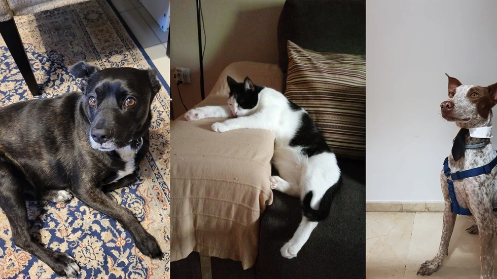 El lenguaje de las mascotas