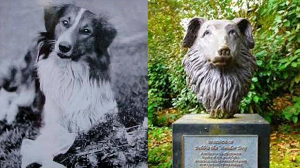 La historia de Bobbie, "el perro maravilla"