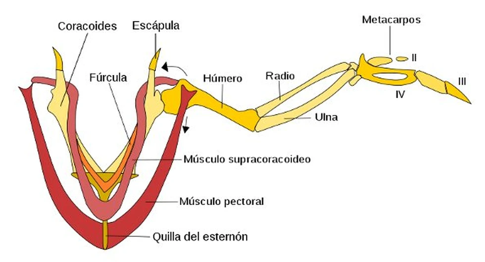 ¿Cómo pueden volar las aves?