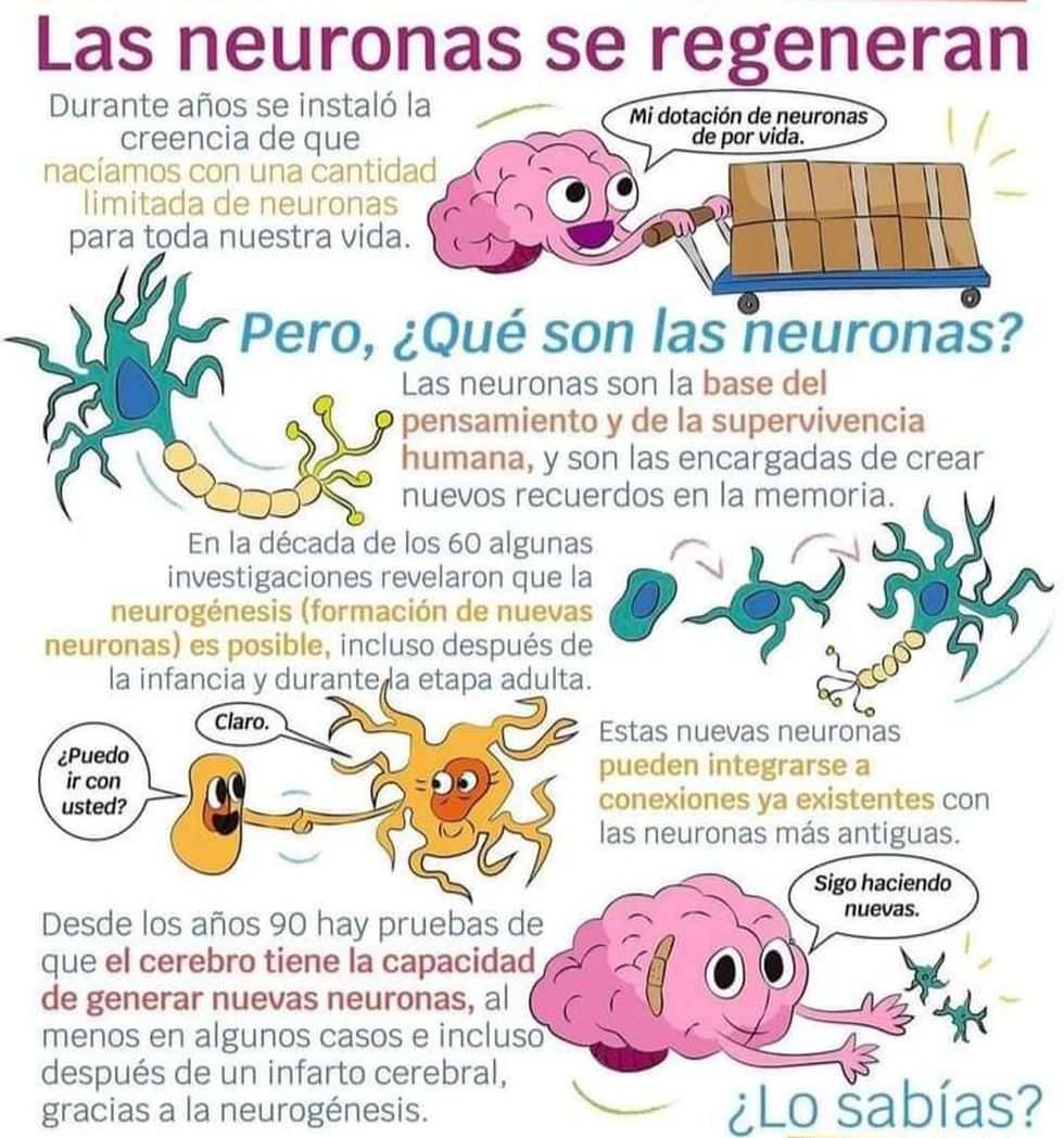 Las Neuronas si se regeneran