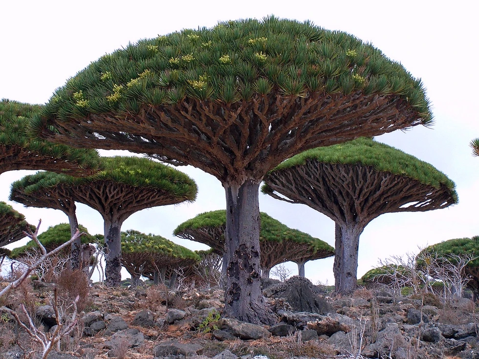 Socotra: Una isla de ciencia ficción