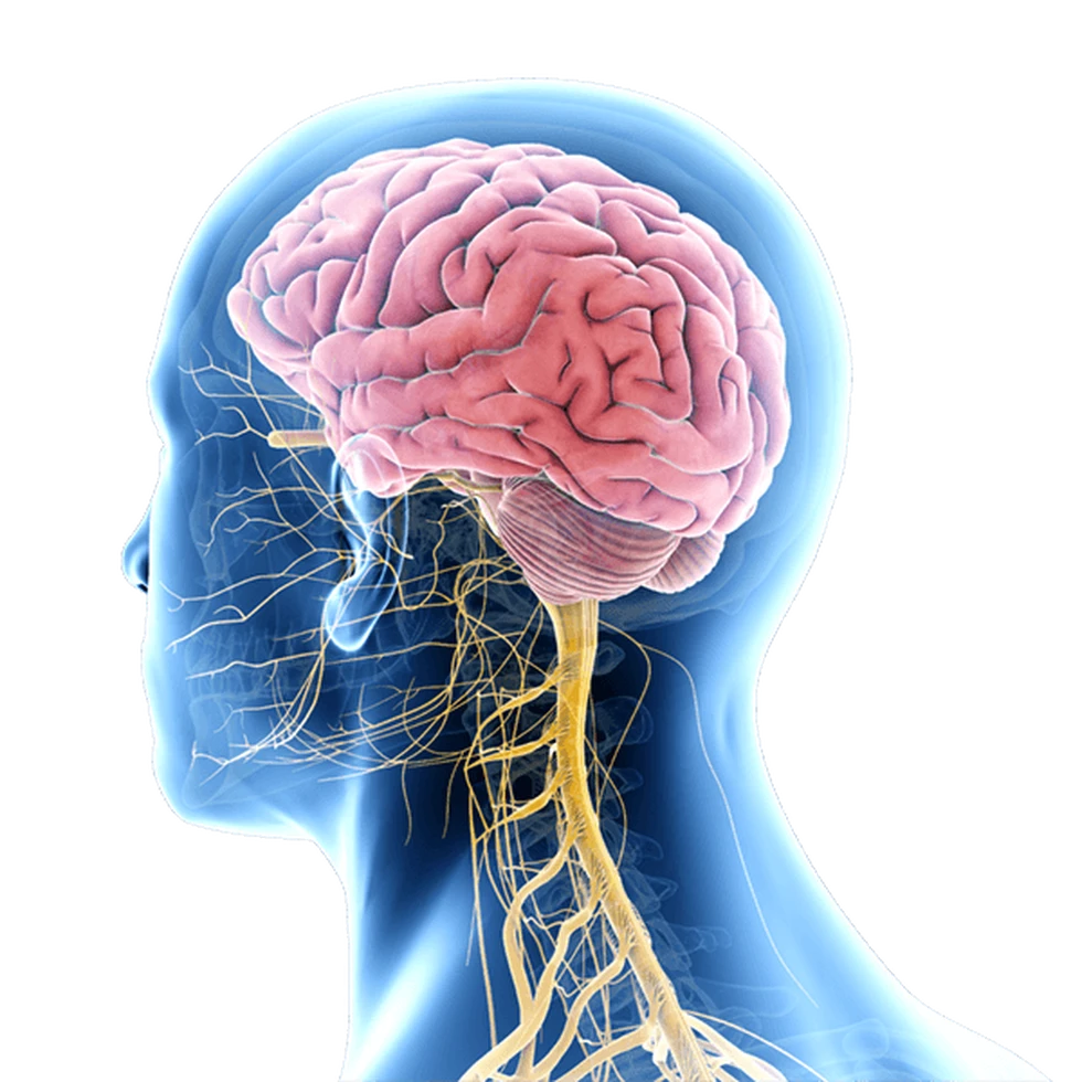 Neurociencia: ¿qué es y qué tipos hay?