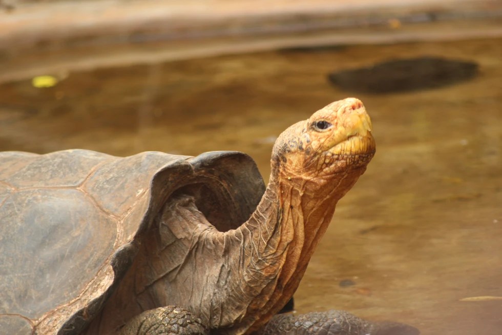 ¿Por qué son importantes las Islas Galápagos?