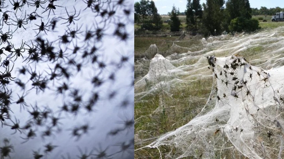 Lluvia de arañas, un curioso fenómeno natural