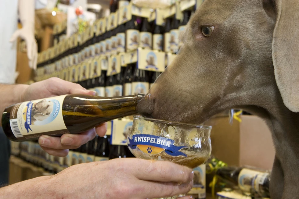 Kwispelbier: ¿cerveza para perros?