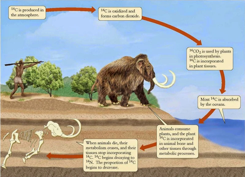 Habrás oído hablar de la datación por carbono-14. ¿Sabes qué es?
