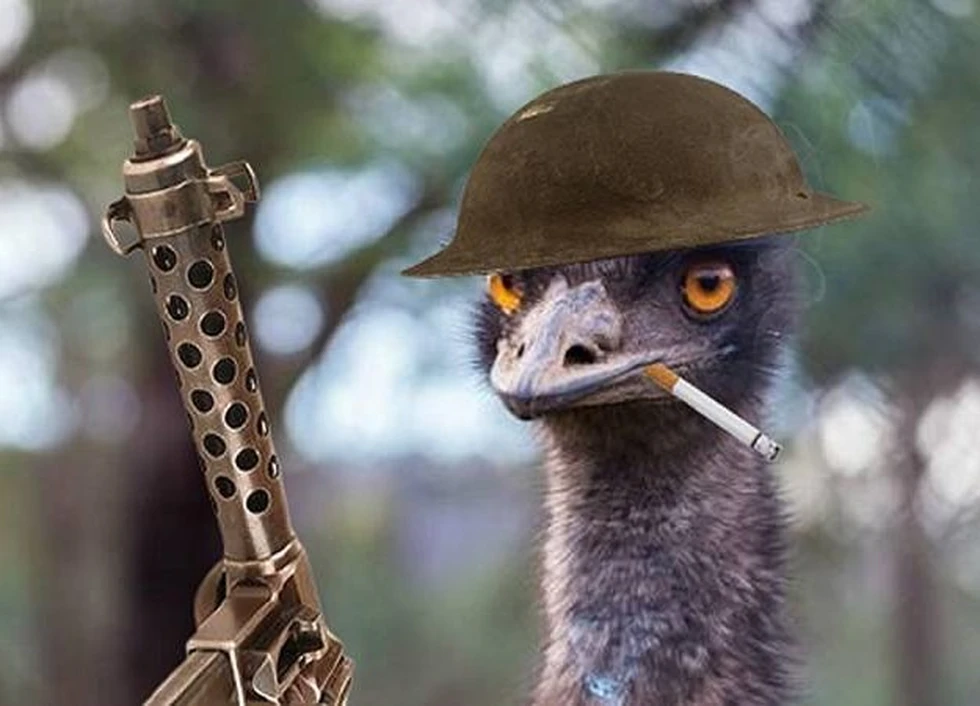 La Guerra contra los Emús (1932): El insólito conflicto entre Australia y las aves