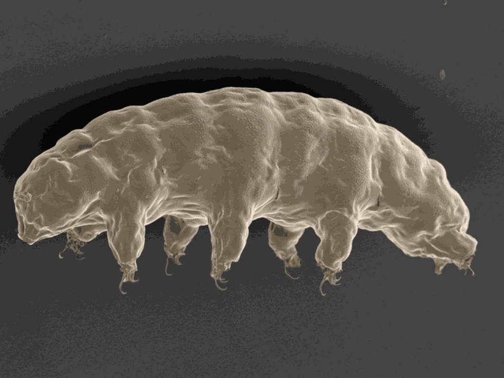 Tardigrados: los "tipos" más duros de la Tierra