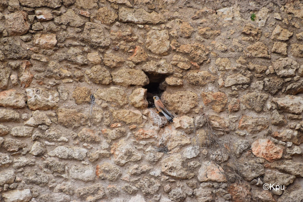 La belleza de la fauna urbana