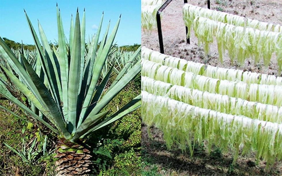 Henequén, ¿posible alternativa al plástico?