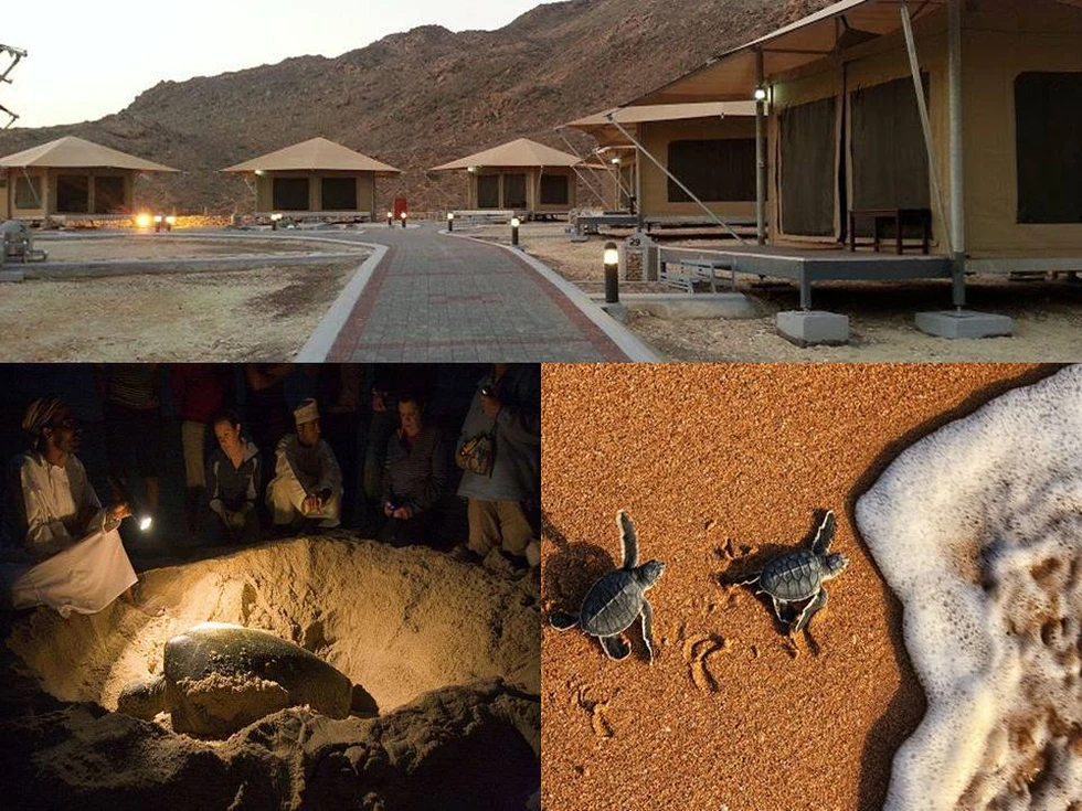 Mirando a las crías de tortuga romper el cascarón...