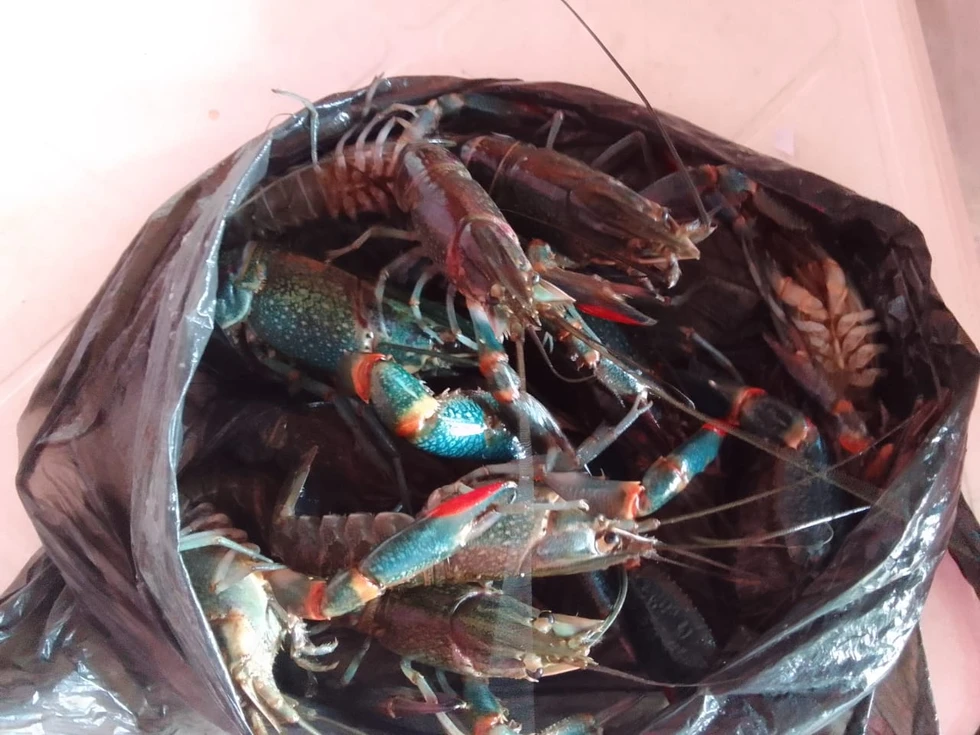 Temporada de estas deliciosas langostinos de agua dulce de Ecuador para el mundo