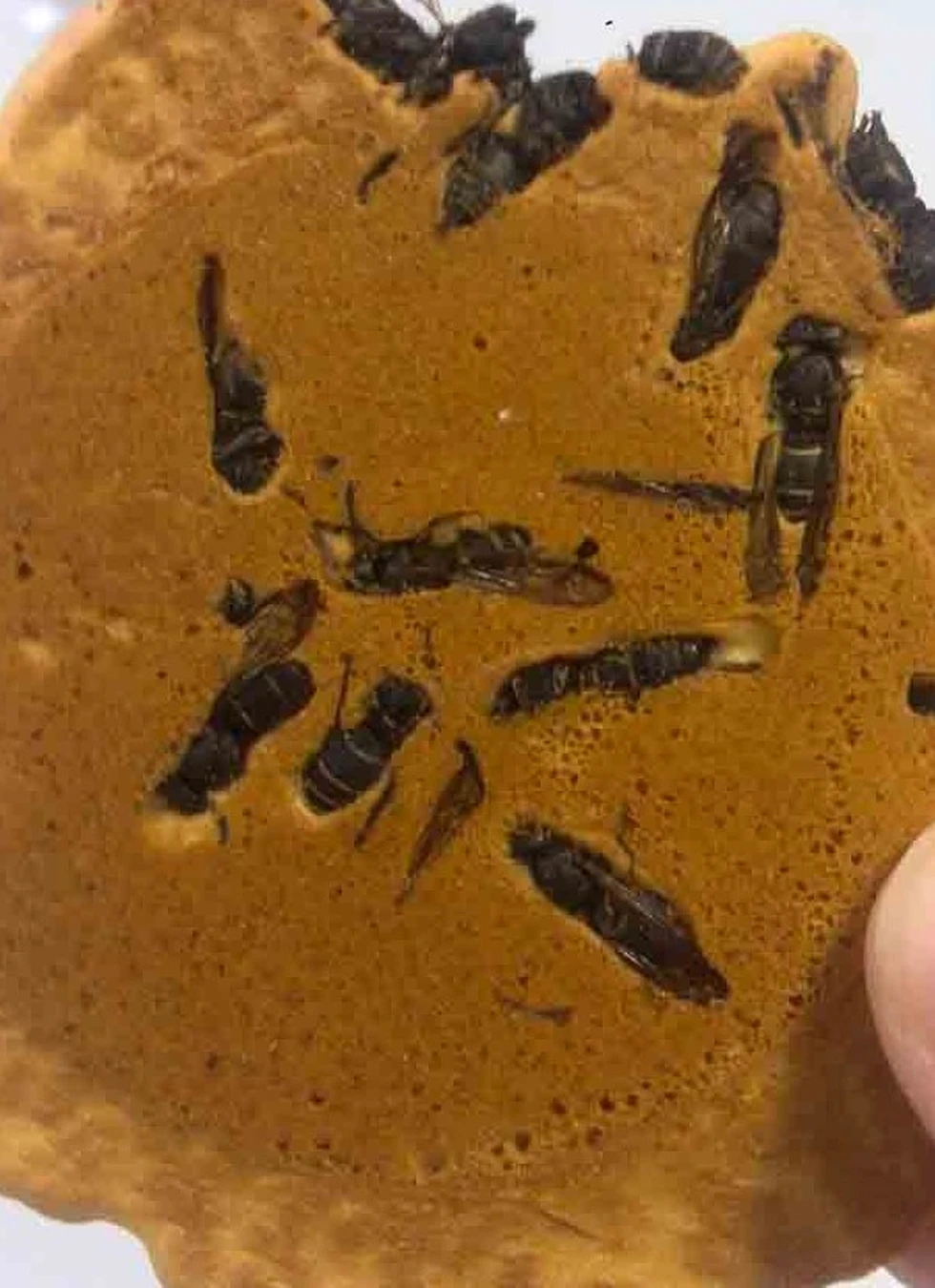 Unas galletas singulares...