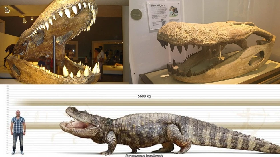 Purussaurus brasiliensis, el caiman prehistórico gigante...