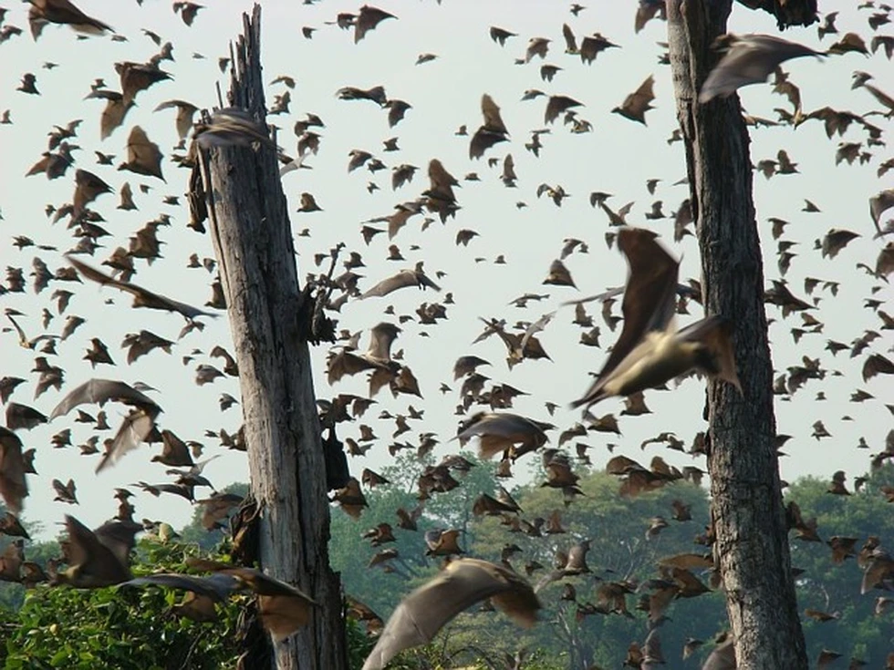 La mayor concentración de murciélagos del mundo, millones de ellos...