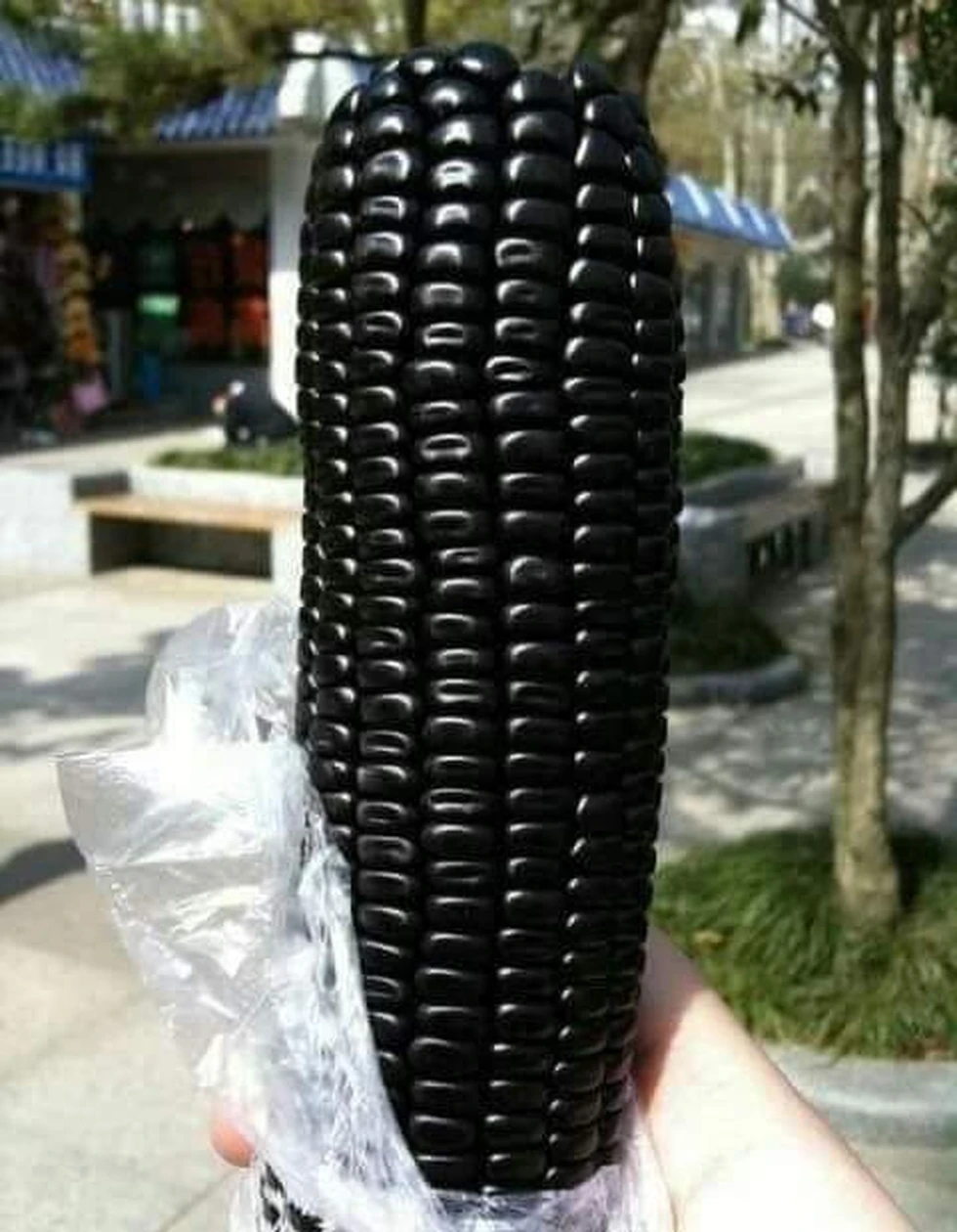 ¡Chulada de maíz prieto!