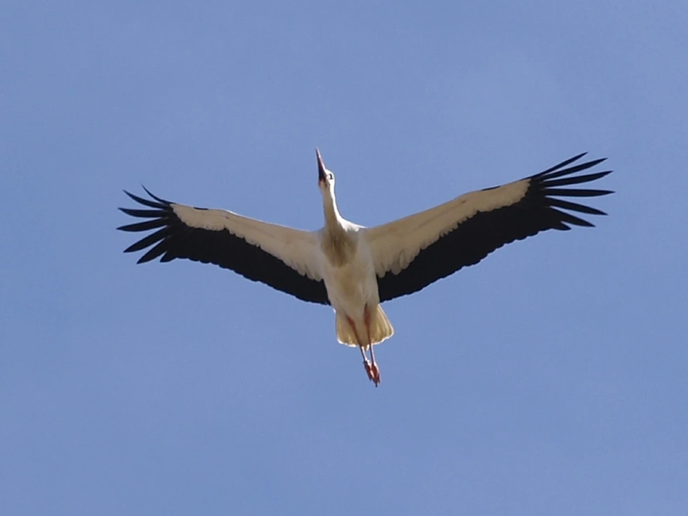 ¿Cómo pueden volar las aves?