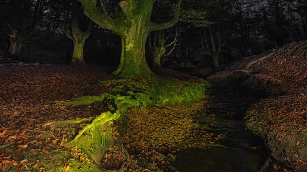 Un precioso bosque en el norte de España...