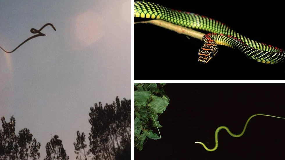 ¿Han oído hablar de las serpientes voladoras?