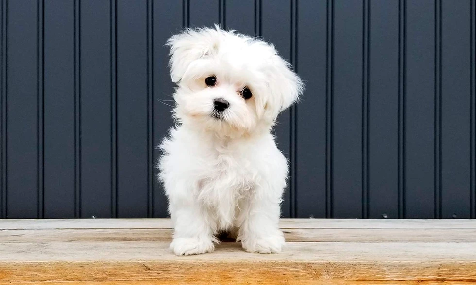 ¿SABÍAS QUE está comprobado científicamente que los perros pueden expresar sus emociones con el rostro?