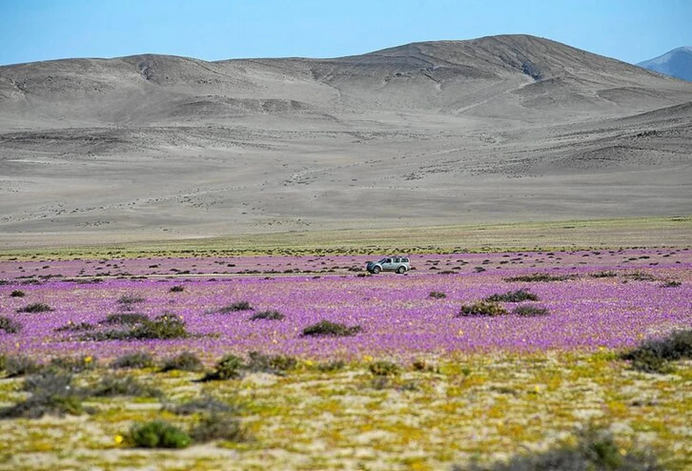 ¿Qué es el Desierto Florido y dónde está?