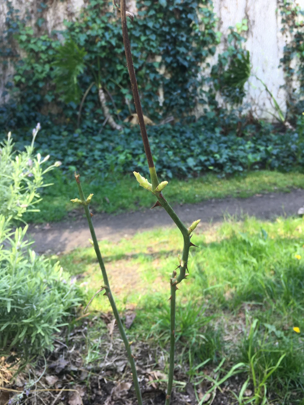 La regla de las R para clonar rosales